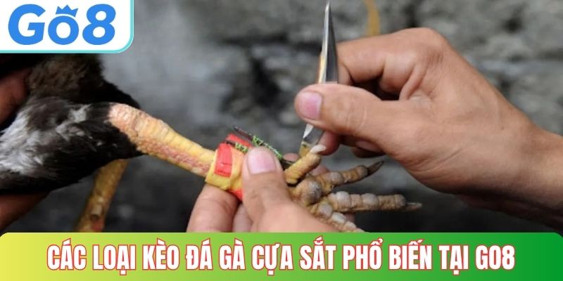 Các loại kèo đá gà cựa sắt phổ biến tại GO8