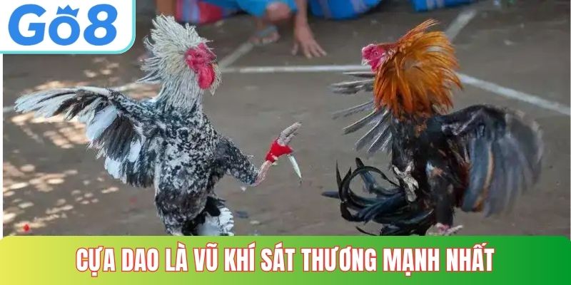 Cựa dao là vũ khí sát thương mạnh nhất