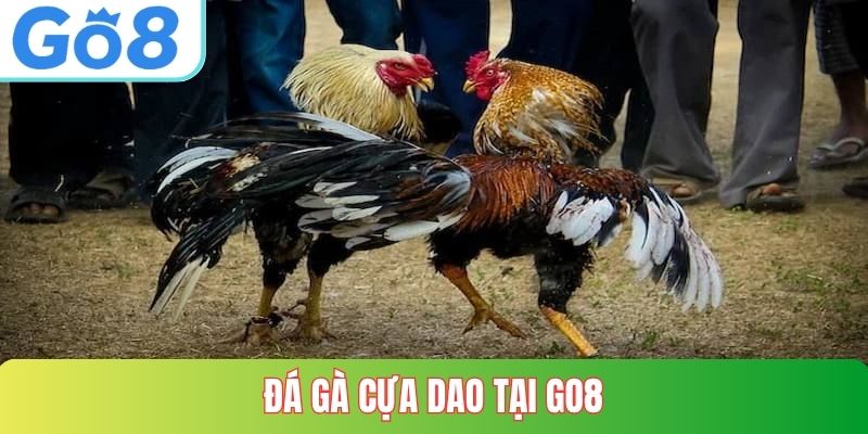 Đá Gà Cựa Dao tại Go8