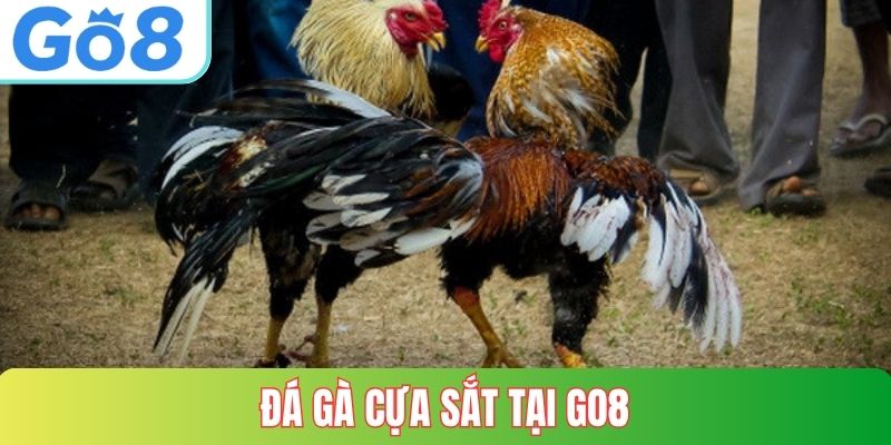 Đá Gà Cựa Sắt Tại GO8