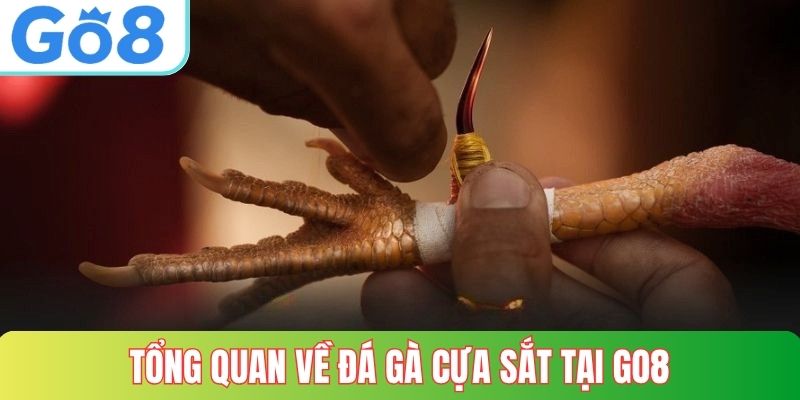 Tổng quan về đá gà cựa sắt tại GO8